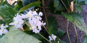 Clematis  'Mrs R.Brydon'